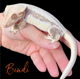Bindi-name